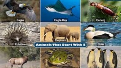 Animals That Start With E