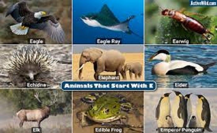 Animals That Start With E